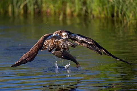 Western osprey