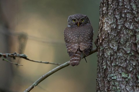 Pygmy owl