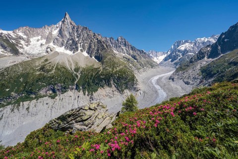 Pink alpine roses on the mountainside