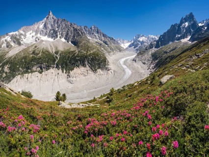 Pink alpine roses on the mountainside