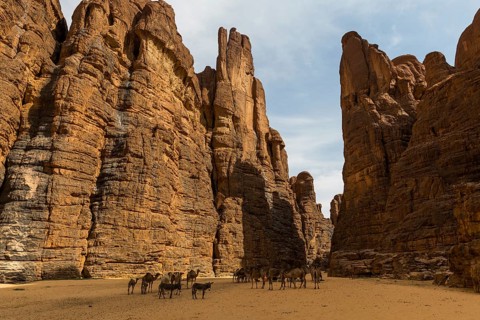 Camels and donkeys between rocks