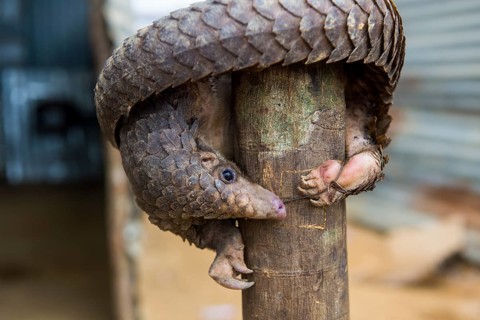 Pangolin