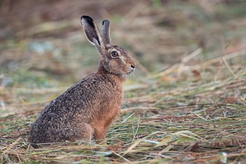 European hare