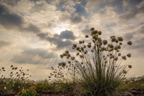 Fruiting sheath cottongrass
