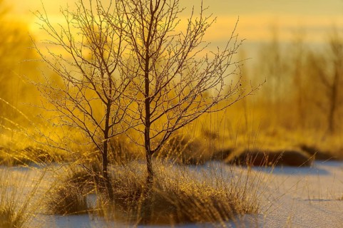 Birches trees