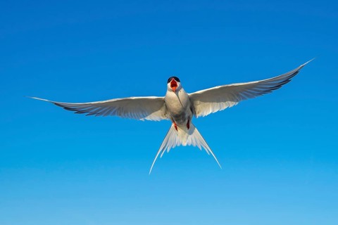 Arctic tern