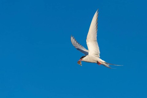 Arctic tern
