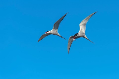 Arctic tern