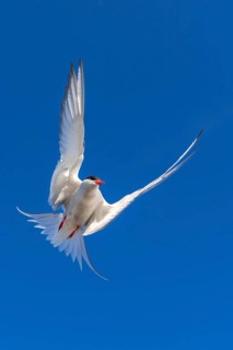 Arctic tern