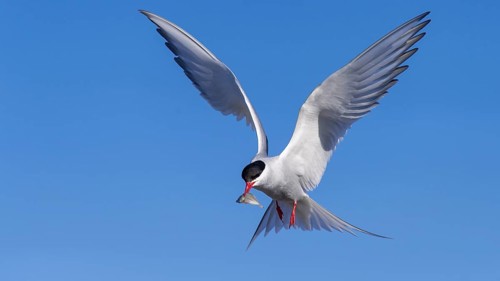 Arctic tern