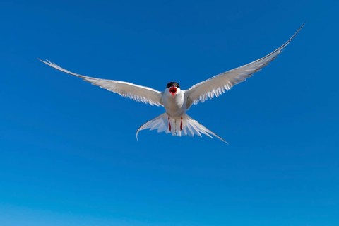 Arctic tern
