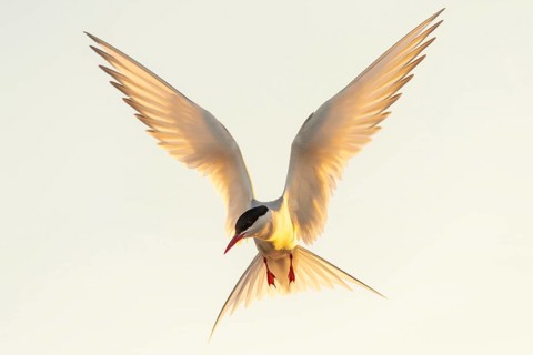 Arctic tern