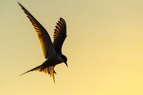 Arctic tern