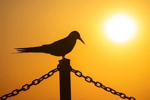 Arctic tern