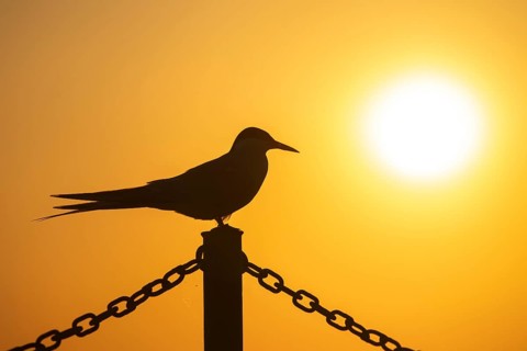 Arctic tern