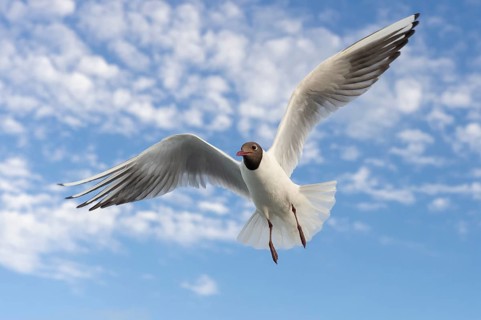 Black-headed gull