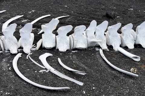 Whale bones