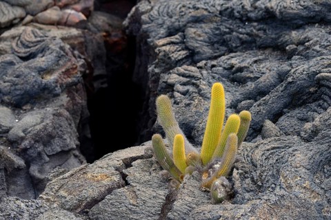 Lava cactus