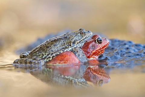 Common frog