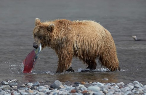 Kamchatka brown bear