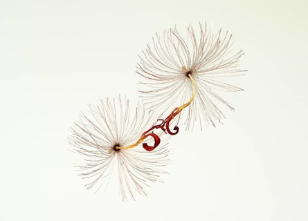 Flight seeds of a tannera flower