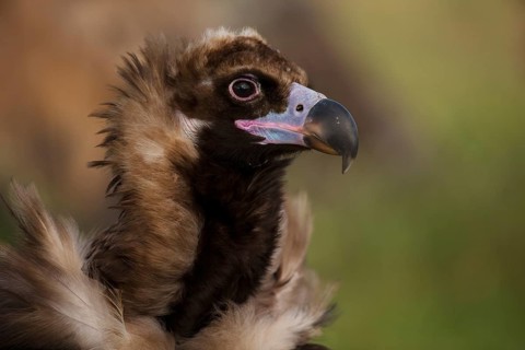 Cinereous vulture
