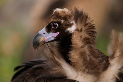 Cinereous vulture