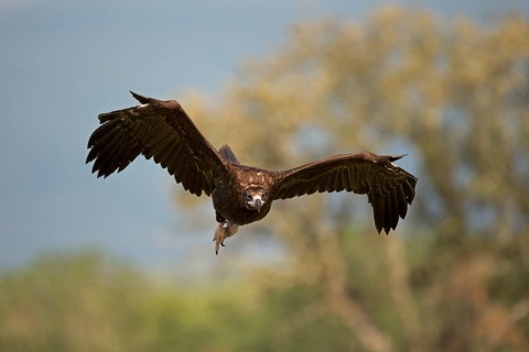 Cinereous vulture