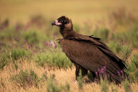 Cinereous vulture