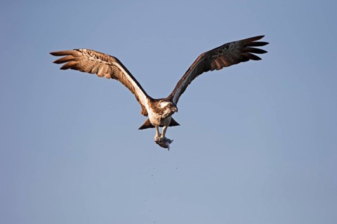 Western osprey