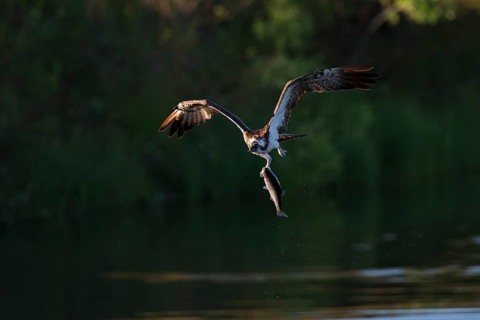 Western osprey