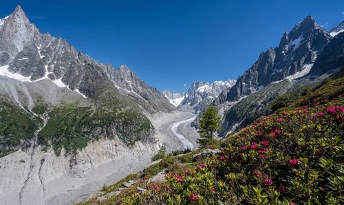 Alpine roses on the mountainside
