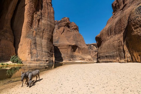 Donkeys at the Guelta d'Archei waterhole