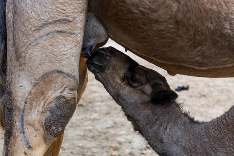 Young camel drinking at her mother