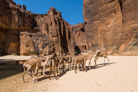 Camel herd
