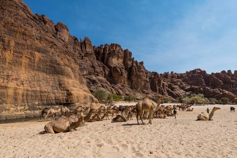 Camel herd