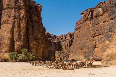 Camel herd