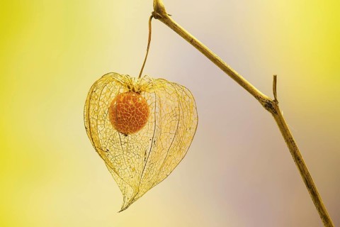 Bladder cherry