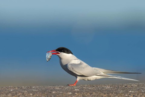 Arctic tern