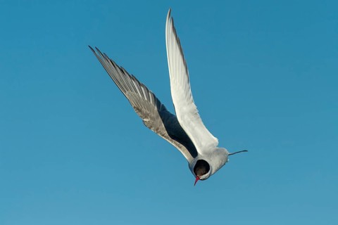 Arctic tern