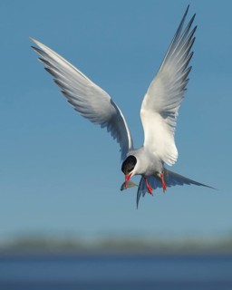 Arctic tern