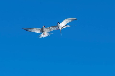 Arctic tern