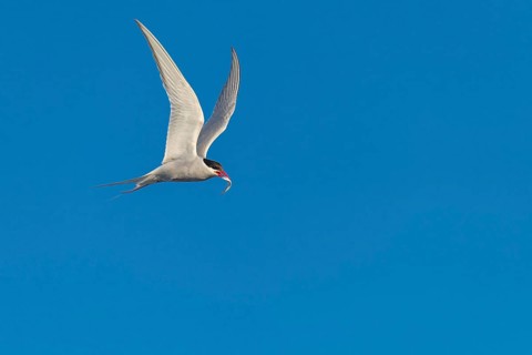 Arctic tern