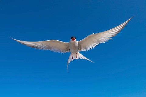 Arctic tern