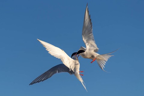 Arctic tern