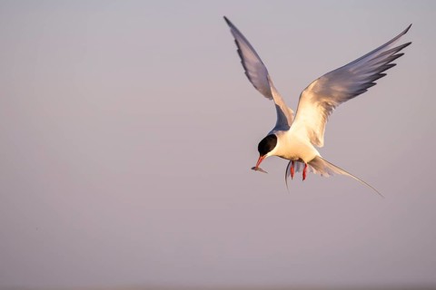 Arctic tern