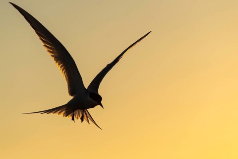 Arctic tern
