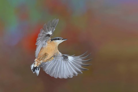 Eurasian nuthatch