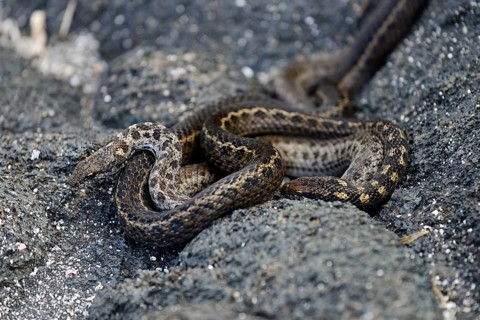 Banded Galapagos Snakes