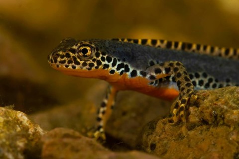 Alpine newt